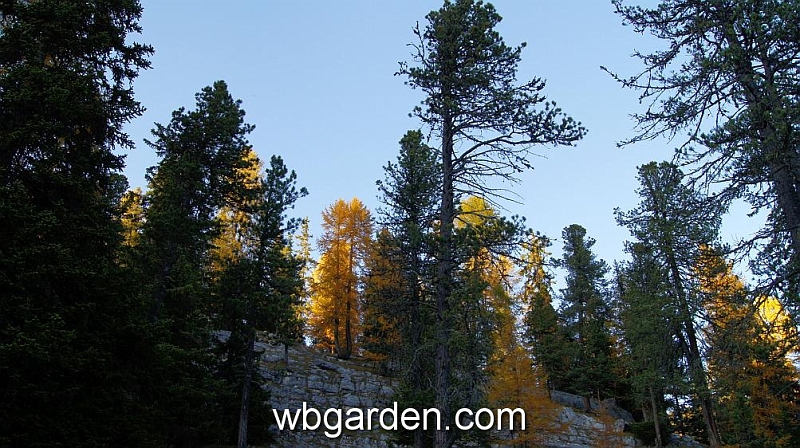 wbgarden alps 123.JPG